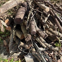 木の枝（広葉樹）　薪
の画像