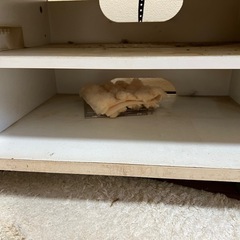 テレビ台の画像