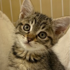 キジトラ女の子2ヶ月前後募集中