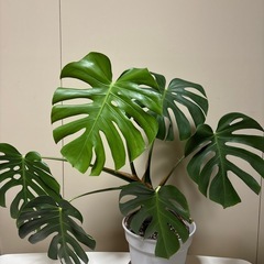 モンステラの画像