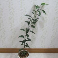 柑橘類の実生苗の画像
