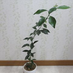 柑橘類の実生苗の画像
