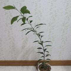 柑橘類の実生苗の画像