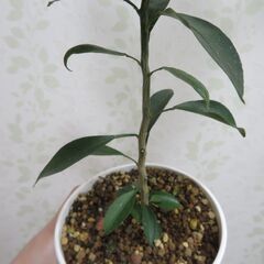 柑橘類の実生苗の画像