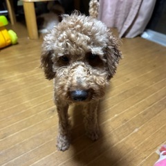 トイプードル2歳男の子