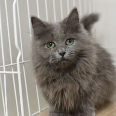 11/8(土) 25頭譲渡会。7カ月短足マンチカン♀【里親募集】