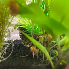 レッドラムズホーン10ひき10匹の画像