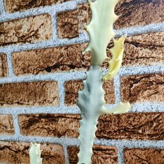 【ユーフォルビア】ホワイトゴースト　高さ鉢底から約40㎝の画像