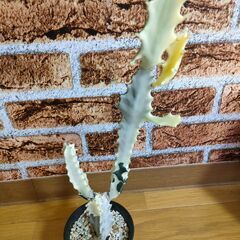 【ユーフォルビア】ホワイトゴースト　高さ鉢底から約40㎝の画像