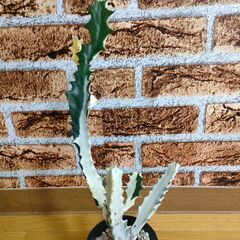 【ユーフォルビア】ホワイトゴースト　高さ鉢底から約40㎝の画像