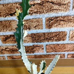 【ユーフォルビア】ホワイトゴースト　高さ鉢底から約40㎝の画像