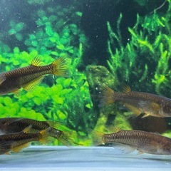 【メダカ】クラミツハ乱 Bグレード　13匹の画像