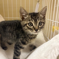 キジトラ男の子　2ヶ月前後募集中
