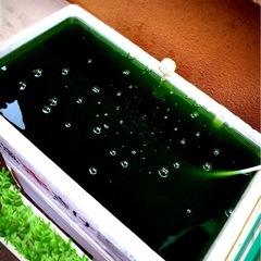 💚メダカに【超.濃度】グリーン🩲ウォーター1.5ℓ×⒉本　計3,000ml【⒊ℓ】Round.10の画像