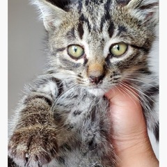 キジトラ男の子2ヶ月前後募集中です。