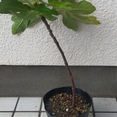 いちじく　ドーフィン　苗木　№24の画像