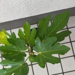 いちじく　ドーフィン　苗木　№24の画像