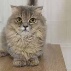 11/8(土) 25頭譲渡会。7カ月短足・折耳シュガーフォールド...