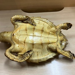 亀　　剥製の画像