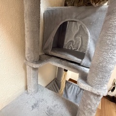 きゃっキャットタワーの画像