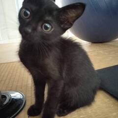 急募！かわいい黒子猫ちゃん！