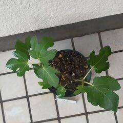 いちじく　ドーフィン　苗木　№22の画像