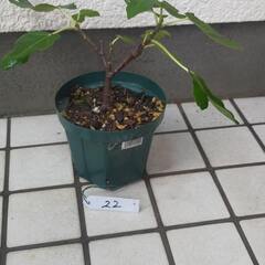 いちじく　ドーフィン　苗木　№22の画像