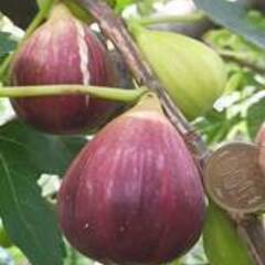 いちじく　ドーフィン　苗木　№22の画像