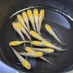 【メダカ】華蕾(つぼみ) 16匹の画像