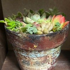 ✨すぐに飾れる♡飾り棚＆多肉植物⑤✨の画像