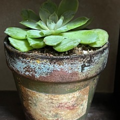 ✨すぐに飾れる♡飾り棚＆多肉植物⑤✨の画像