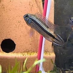 AP.sp.tefe ペアの画像