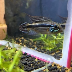 AP.sp.tefe ペアの画像