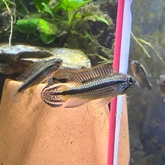 AP.sp.tefe ペアの画像