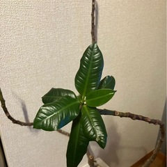 1①鉢付き観葉植物の画像