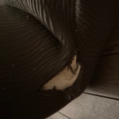 ソファー　座椅子の画像