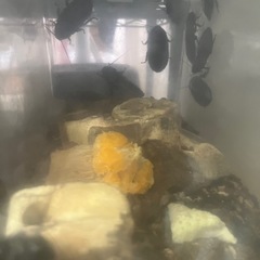 マダガスカルオオゴキブリバンワエレベキ
の画像