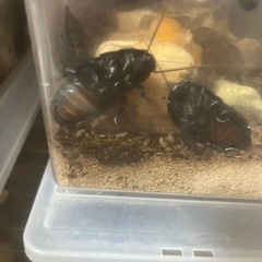 マダガスカルオオゴキブリバンワエレベキ
の画像