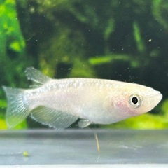 【メダカ】ホワイトダイヤ10匹の画像