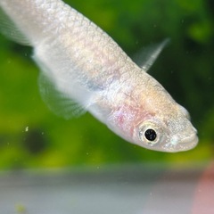 【メダカ】ホワイトダイヤ10匹の画像