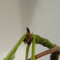 プルメリア鉢付き　ピンク 観葉植物の画像