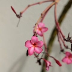 プルメリア鉢付き　ピンク 観葉植物の画像