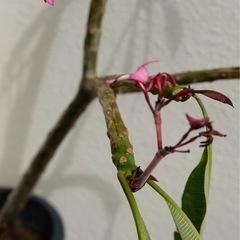 プルメリア鉢付き　ピンク 観葉植物の画像
