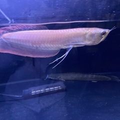 シルバーアロワナの画像