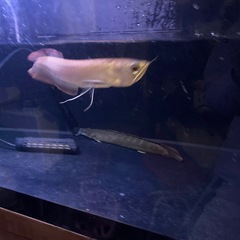 シルバーアロワナの画像