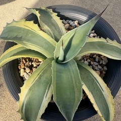 【限定特価】アガベ オバティフォリア オルカの画像