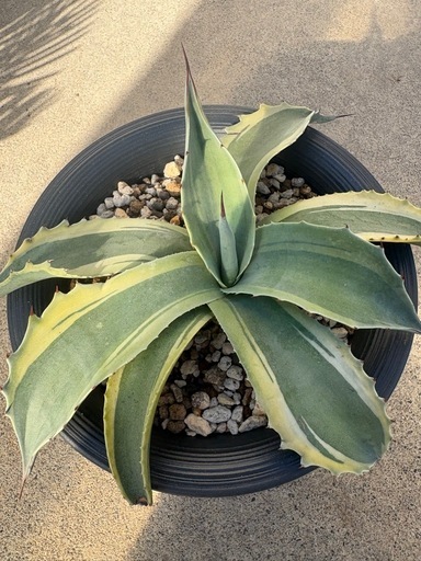 【限定特価】アガベ オバティフォリア オルカ