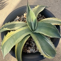 【限定特価】アガベ オバティフォリア オルカ