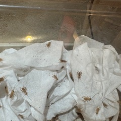 イエコ（コオロギ）【100匹】Sサイズ/6〜8mm程度の画像