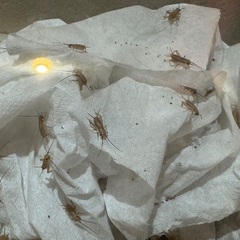 イエコ（コオロギ）【100匹】Sサイズ/6〜8mm程度の画像